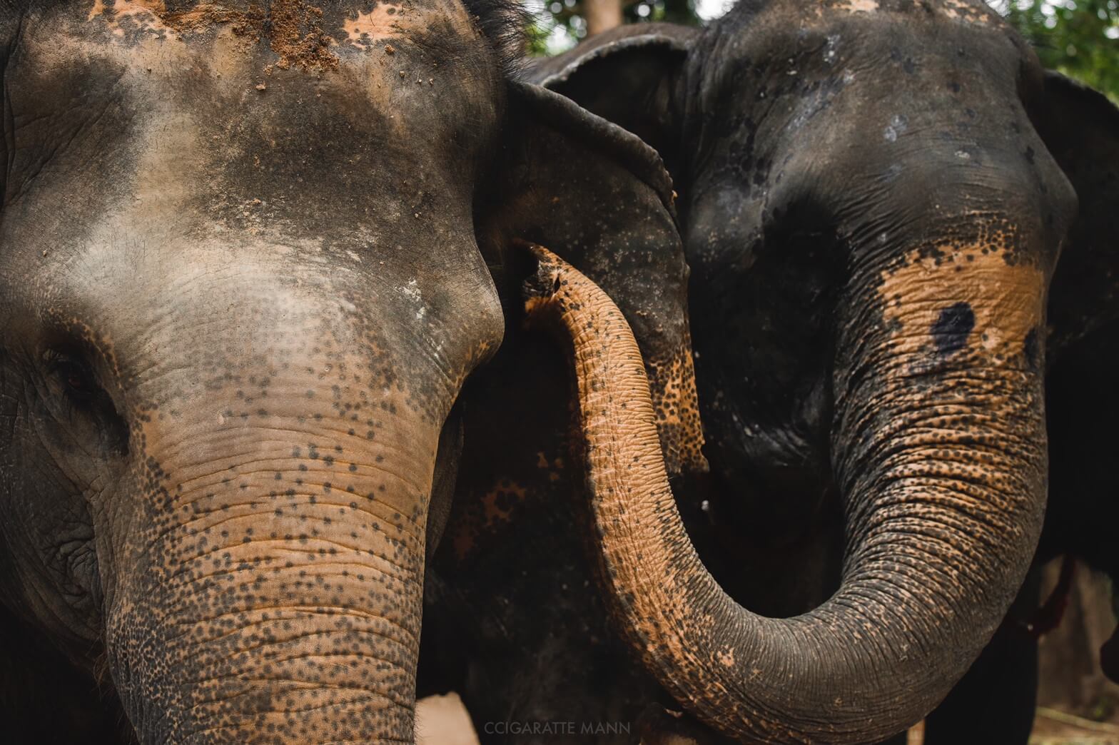 A Secret Language: Infrasonic Communication in Elephants - The Care Project  Foundation